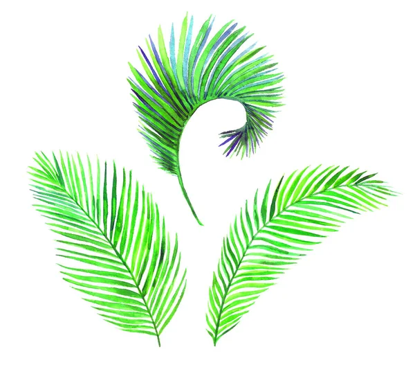 Areca Palm Leaves Collection Isolated White Hand Painted Watercolor Illustration — Stock Photo, Image