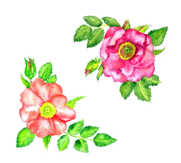 Set Aus Zwei Ecken Design Wildrose Rosa Blumen Draufsicht Knospe — Stockfoto