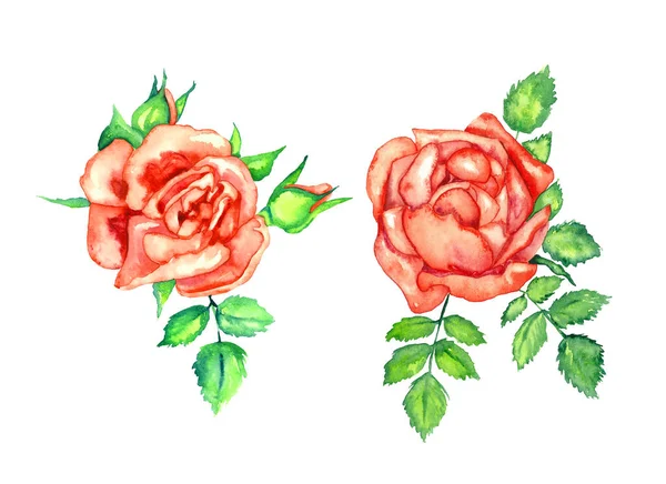 Deux Roses Rouges Avec Des Feuilles Des Bourgeons Verts Élément — Photo