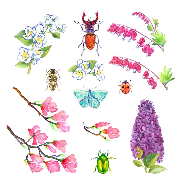 Collection Fleurs Printanières Insectes Papillons Bleus Isolés Sur Une Illustration — Photo