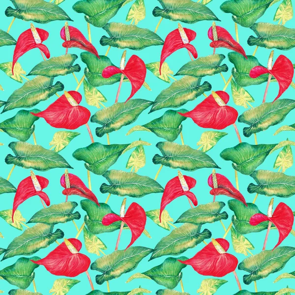 Anthurium Steißblume Flamingoblume Spitzblatt Rote Blüten Und Leuchtend Grüne Blätter — Stockfoto