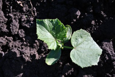 Kara toprakta yetişen salatalık, organik tarım, ilk yapraklar, üst manzara.