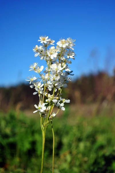 Filipendula Vulgaris Dropwort Fern Leaf Dropwort Blooming Flower Meadow Green — Stock Photo, Image