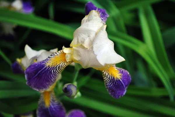 Fleurs Iris Violet Blanc Jaune Fleurissant Détails Rapprochés Fond Feuilles — Photo
