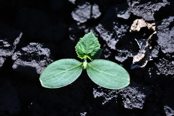 Pianta Cetriolo Che Cresce Terra Nera Agricoltura Biologica Primo Piano — Foto Stock