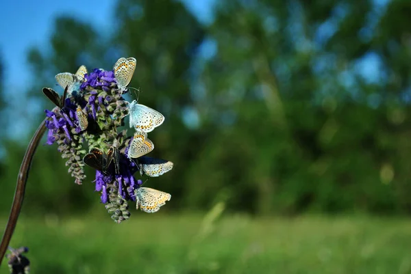 Common Blue Butterfly Polyommatus Icarus Male Female Butterflies Sitting Blue — Stock Photo, Image