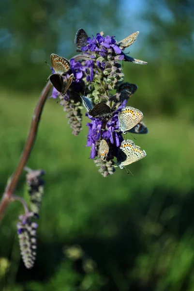 Common Blue Butterfly Polyommatus Icarus Male Female Butterflies Sitting Blue — Stock Photo, Image
