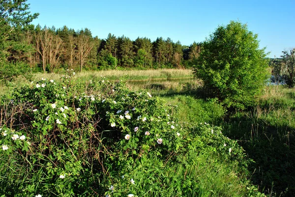 Wild Rose Pink Flowers Green Bush Landscape Forest River Background — Stock Photo, Image