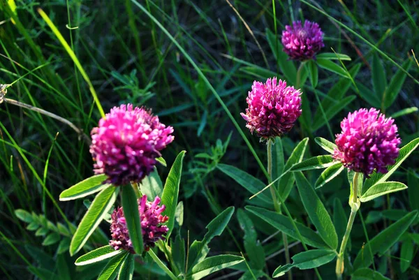 柔らかい緑の草の背景にピンクのクローバーの花 — ストック写真