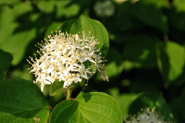 Frangula Alnus Aulne Argousier Nerprun Brillant Nerprun Cassant Buisson Fleuri — Photo