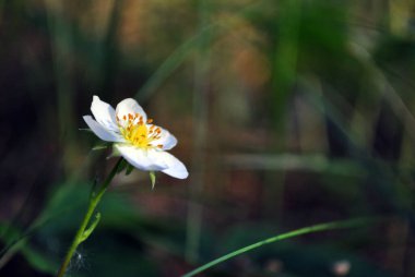 Yabani çilek çiçeği, ormanda büyüyen bahar, yumuşak bulanık koyu yeşil çimen arka plan