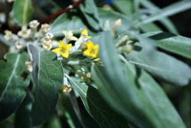 Elaeagnus angustifolia, yaygın olarak bilinen adıyla Rus zeytin, gümüş dut, oleaster, İran zeytin veya yabani zeytin dalları sarı çiçekler ve yeşil-mavi yapraklar, bulanık arkaplan