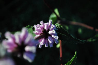 Salvia resmi çiçekleri, koyu yumuşak bokeh arkaplan