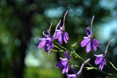 Consolida regalis (Forking Larkspur, Rocket-larkspur, Field larkspur) mavi çiçekler, yumuşak bokeh arkaplan