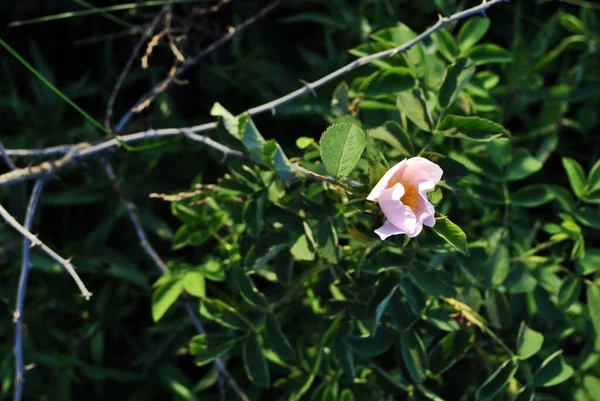 Rosa Salvaje Flor Rosa Arbusto Con Hojas Verdes Suave Borrosa — Foto de Stock