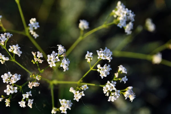 Tumbleweed White Flowers Macro Close Detail Soft Blurry Dark Bokeh — Stock Photo, Image