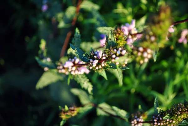 Salvia Officinalis Garden Common Culinary Sage Small Pink Buds Macro — Stock Photo, Image