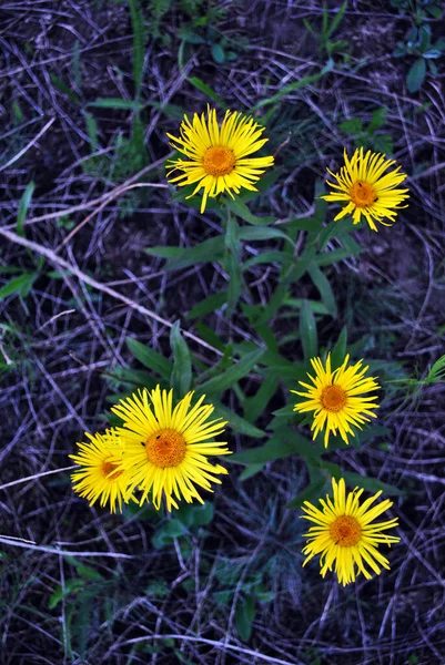 Doronicum Plantagineum Das Wegerich Bilsenkraut Oder Wegerich Bilsenkraut Blühende Blumen — Stockfoto