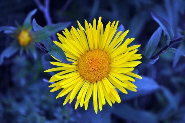 Doronicum Plantagineum Groblad Bladad Leopard Bane Eller Groblad Falsk Leopardbane — Stockfoto