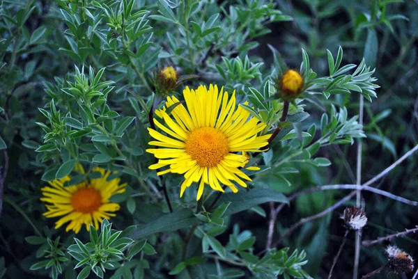 Doronicum Plantagineum Den Groblad Leopard Bane Eller Groblad Falsk Leopardbane — Stockfoto