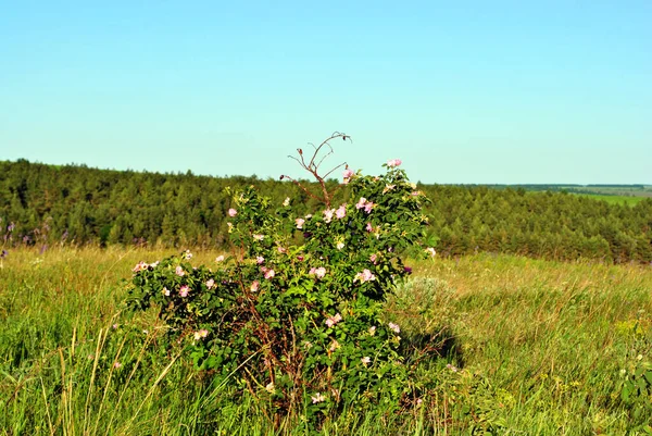 Wild Rose Pink Flowers Green Bush Hill Landscape Forest Blue — Stock Photo, Image