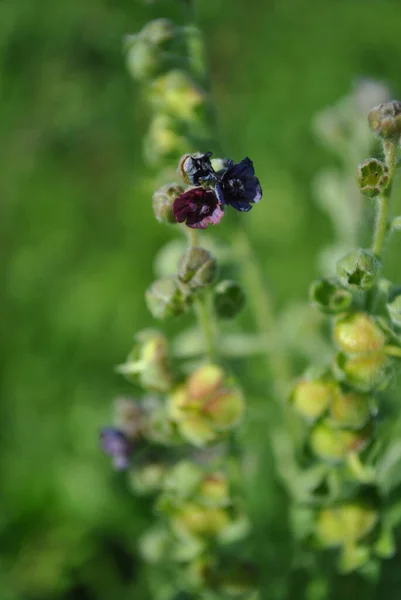 Cynoglossum Officinale Houndstongue Houndstooth Dog Tongue Gypsy Flower Soft Blurry — Stock Photo, Image