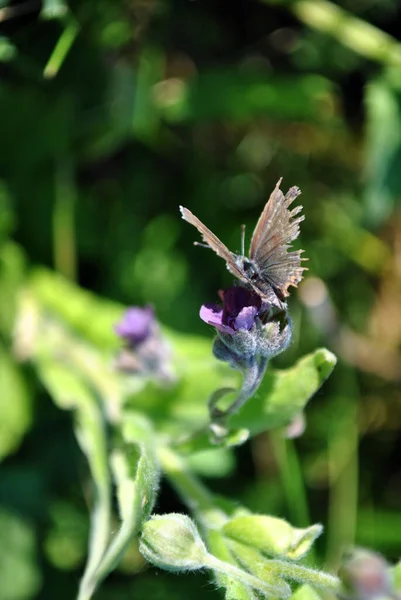 Common Blue Butterfly Polyommatus Icarus Butterfly Sitting Cynoglossum Officinale Houndstongue — Stock Photo, Image