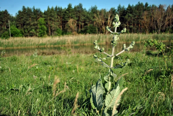 Salvia Plant Buds Blurry Landscape Background Glade River Wood Blue — Stock Photo, Image