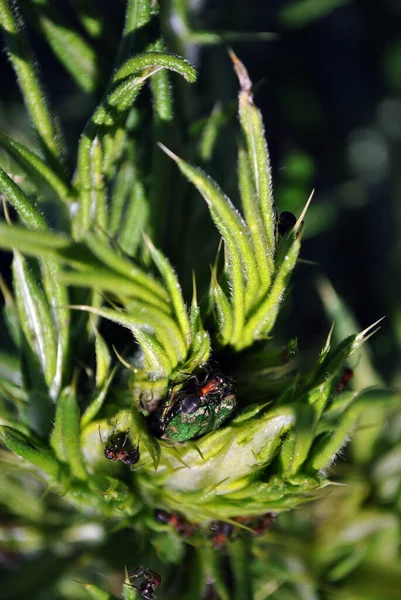 Yeşil Yapraklı Siyah Karıncalar Makro Detay Üst Görünümü Kapatın — Stok fotoğraf