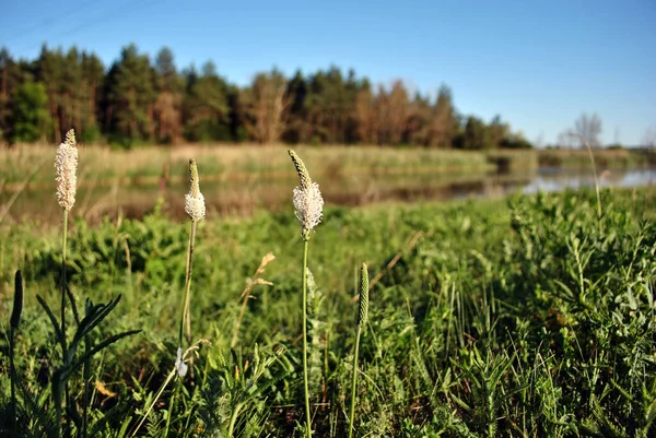 White Greater Plantain Fleaworts Plantago Major Plant Flowers Blooming Blurry — Stock Photo, Image