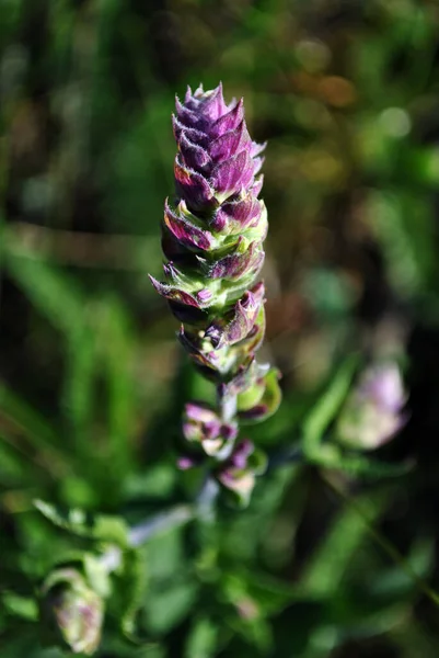 Salvia Tesquicola Purple Flower Buds Macro Close Detail Grass Background — Stock Photo, Image