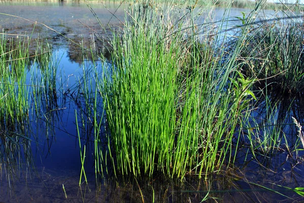 Grönt Gräs Växer Mörkt Vatten Ekologisk Växt Textur Detalj Landskap — Stockfoto