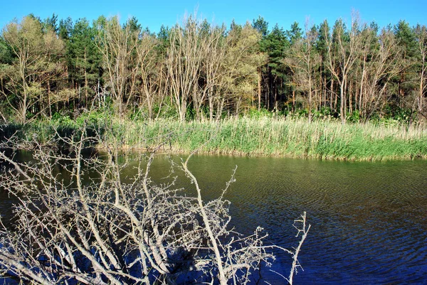 Caída Pera Silvestre Lago Brunches Reflectantes Agua Cañas Bosque Cielo — Foto de Stock