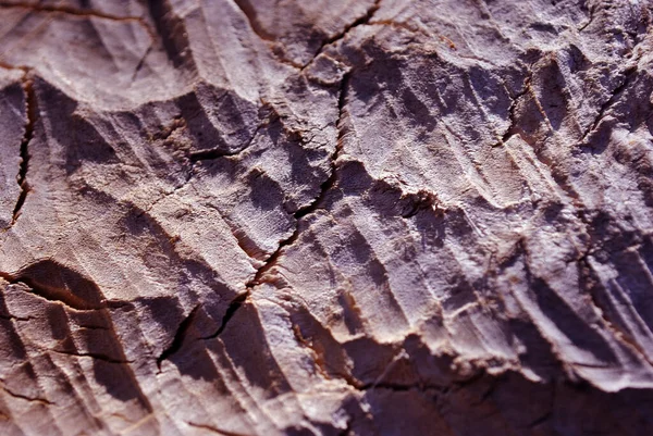 Textura Madera Rosa Mordida Por Castores Fondo Textura Orgánica — Foto de Stock