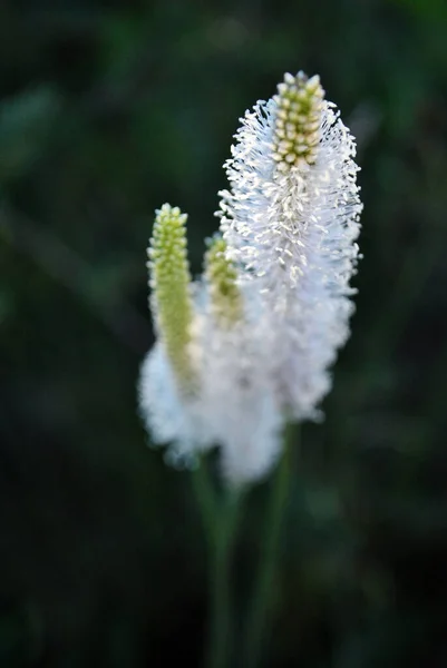 Greater Plantain Fleaworts Plantago Major Plant White Fluffy Flowers Blooming — Stock Photo, Image