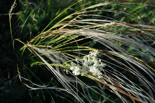 Filipendula Vulgaris Dropwort Vagy Páfránylevél Dropwort Virágzó Virág Hullámos Sötét — Stock Fotó