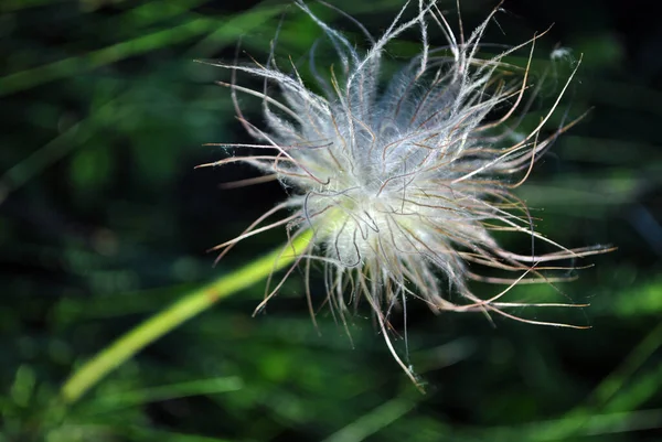 薄緑色の草の背景に種子を持つ白いふわふわの果実 — ストック写真