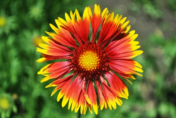 Zinnia Bicolor Blomma Blommar Grön Mjuk Bakgrund Bokeh Ovanifrån — Stockfoto