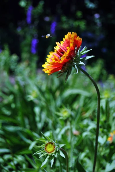 Zinnia Bicolor Blomma Blommar Och Vilda Flyga För Att Pollen — Stockfoto