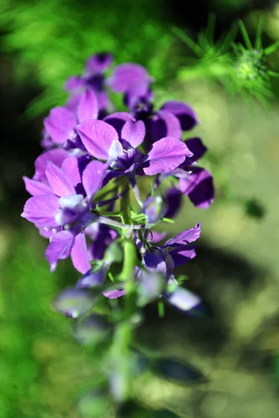 Lila Blumen Blühen Nahaufnahme Makro Detail Draufsicht Weicher Verschwommener Bokeh — Stockfoto