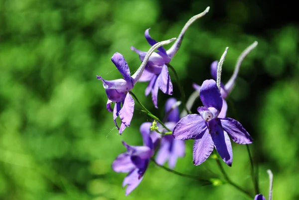 Consolida Regalis Gabelung Lerchensporn Feldlerche Feldlerche Blaue Blüten Detailaufnahme Weicher — Stockfoto