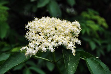 Koyu yeşil yumuşak bokeh arka planda çiçek açan mürver çiçeği, kenar görüş