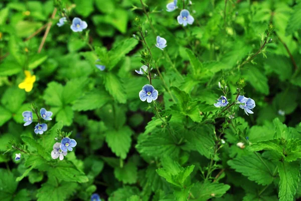 Veronica Chamaedrys Speedwell Oeil Oiseau Gitane Vert Fond Feuilles Floues — Photo