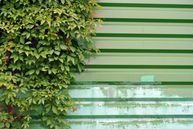 Yaban üzümü yan tarafta yeşil demir rengi eski püskü, eski püskü, çitli arka planda boyanmış.