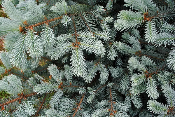 Tongkat Pinus Biru Lembut Dengan Jarum Latar Belakang Buram Lembut — Stok Foto