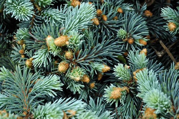Hijau Biru Ranting Pinus Dengan Jarum Dan Tunas Coklat Baru — Stok Foto