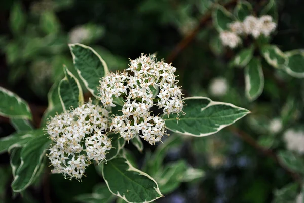 Buisson Blanc Spirea Floraison Avec Blanc Rayé Nouvelles Feuilles Vertes — Photo