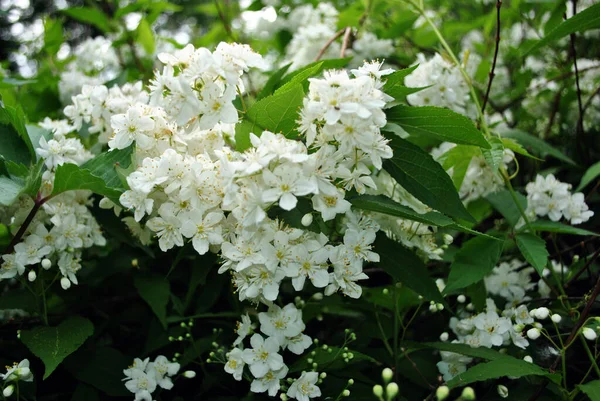 Fleurs Jasmin Blanc Neige Feuilles Vertes Sur Les Branches Détails — Photo