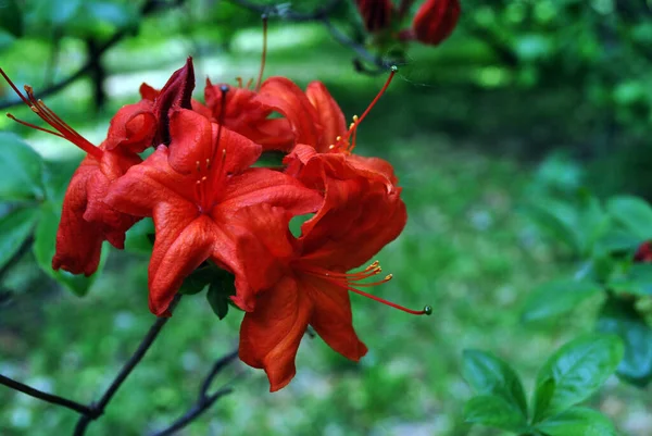 Fleurs Rhododendron Rouge Fond Feuilles Floues Vert Tendre — Photo