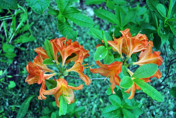 Rhododendron Fleurs Orange Vert Doux Fond Feuilles Floues — Photo